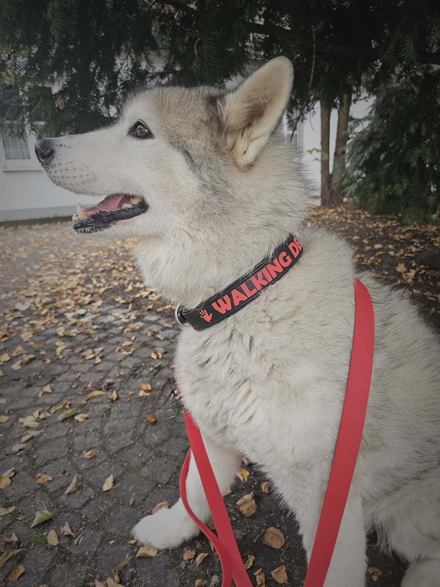 Halsband - Leder " Walking Dead "