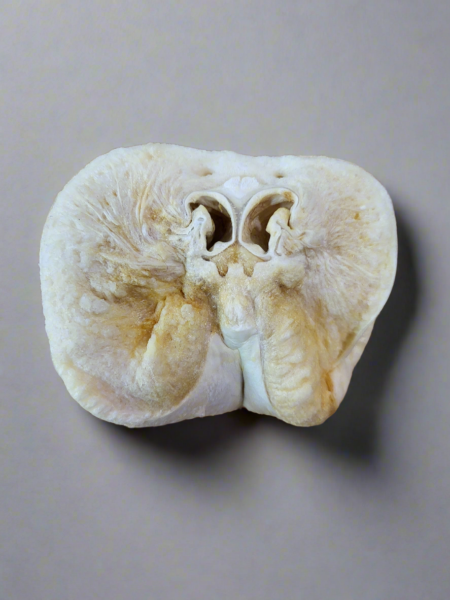 Schweinenase gepufft