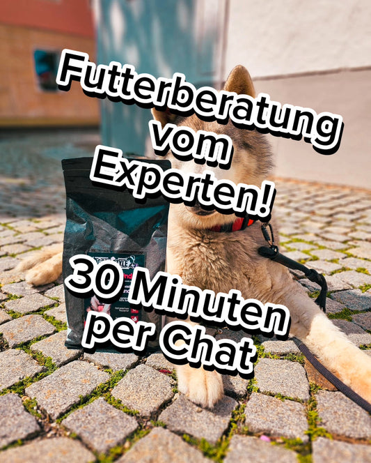 Futterberatung für Ihren Hund – Professionell und Transparent!