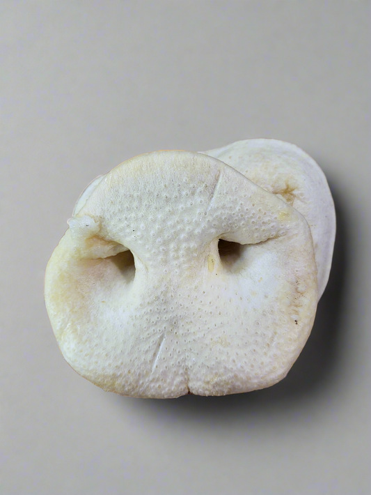 Schweinenase gepufft