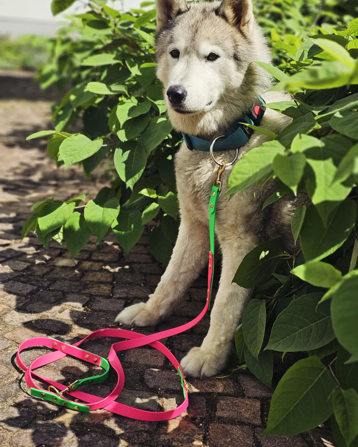 Langleine green / pink "Joker"