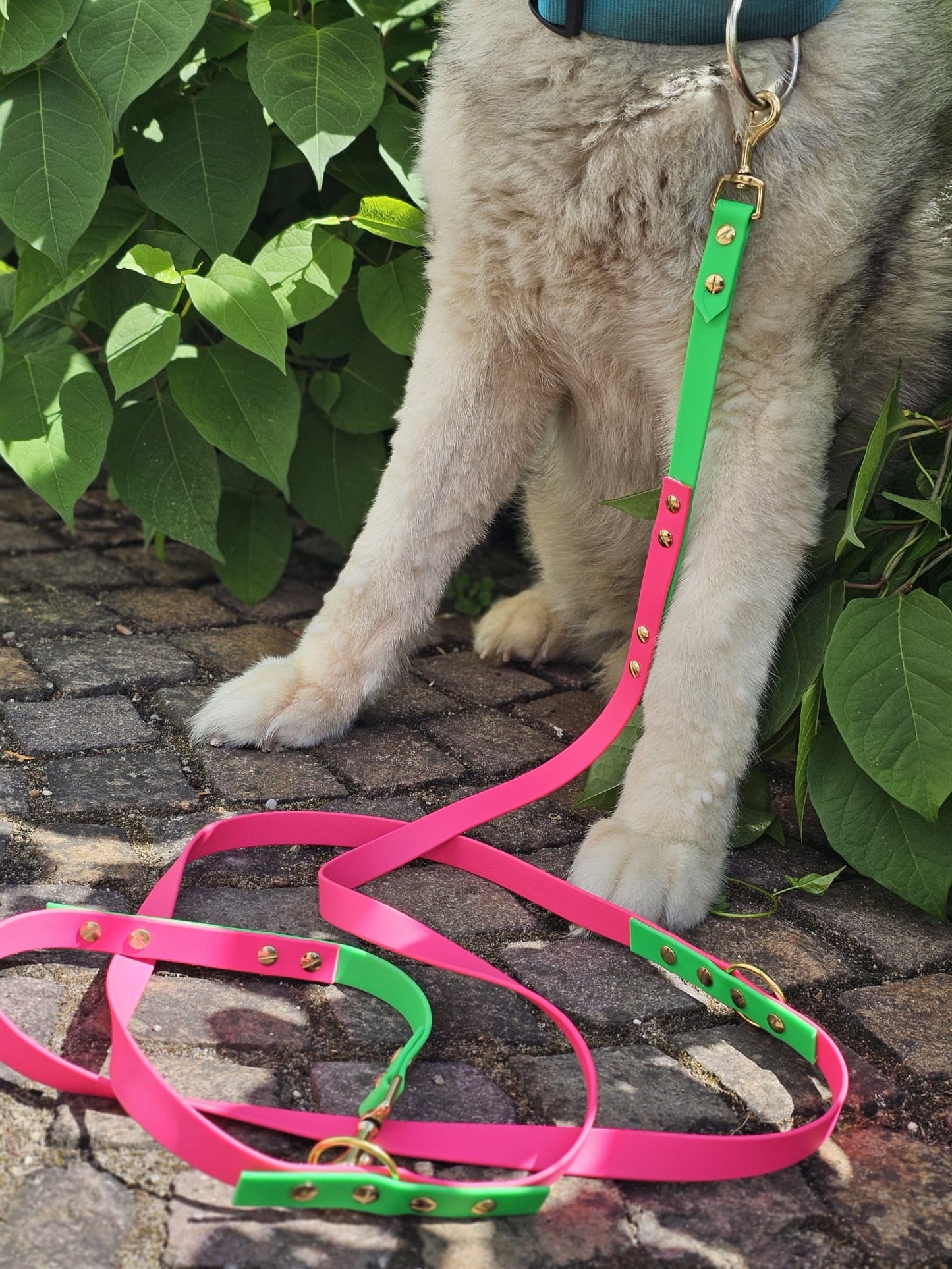 Langleine green / pink "Joker"